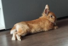 Alerte Disparition Lapin Mâle , 2024 ans Villeneuve-d'Ascq France