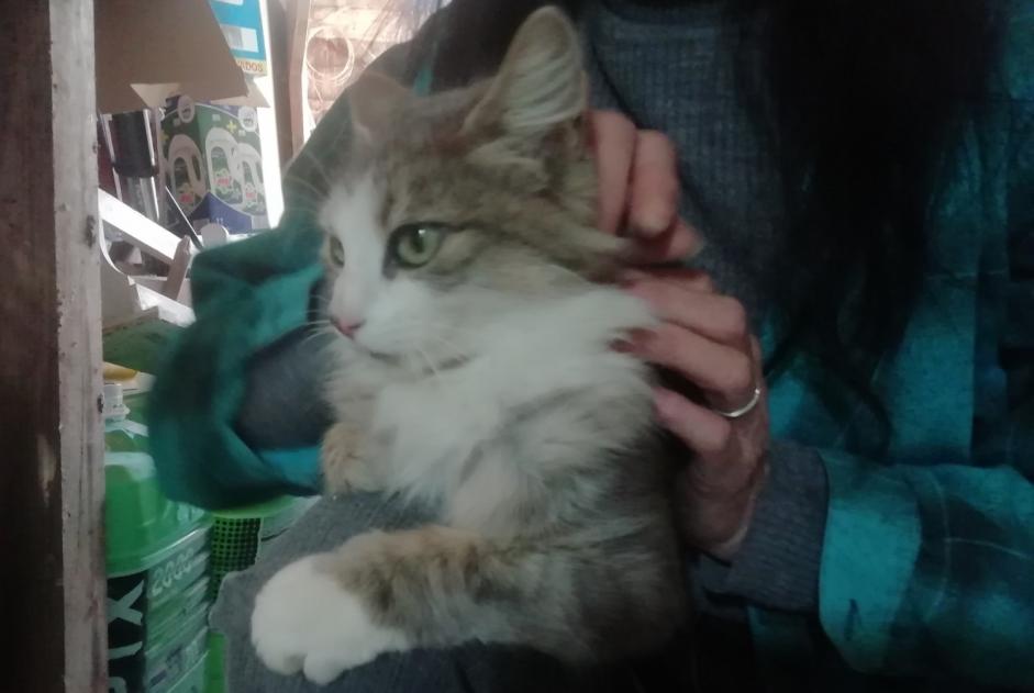 Alerte Découverte Chat croisement Femelle , 2 ans Mirepoix France