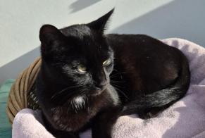 Alerte Découverte Chat Femelle Lausanne Suisse