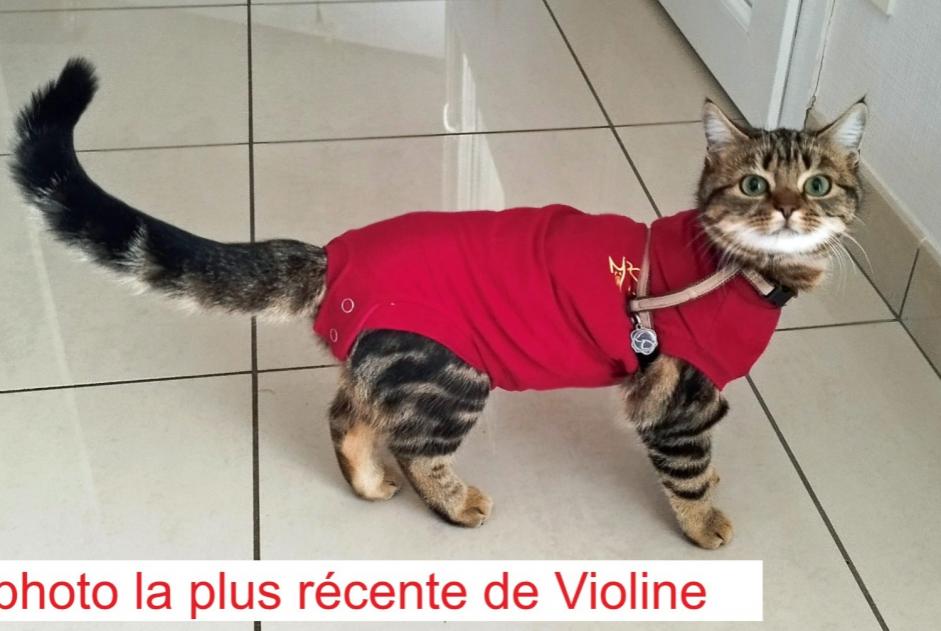 Alerte Disparition Chat  Femelle , 0 ans Narrosse France