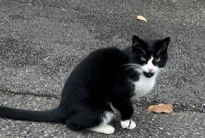 Alerte Découverte Chat Inconnu Roche Suisse