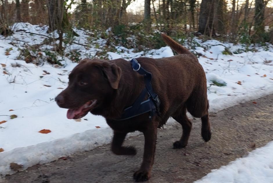 Alerte Découverte Chien  Mâle Bois-d'Amont Suisse