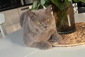 Alerte Disparition Chat  Mâle , 1 ans Sion Suisse