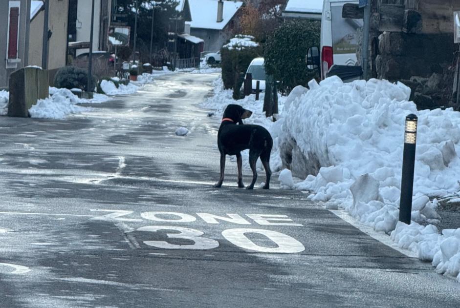 Alerte Découverte Chien Inconnu Fully Suisse