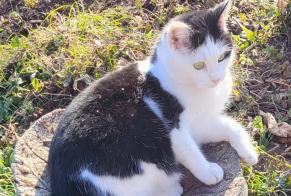 Alerte Disparition Chat Femelle , 3 ans Blonay - Saint-Légier Suisse