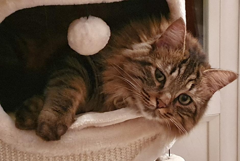 Alerte Disparition Chat  Mâle , 6 ans Sillingy France