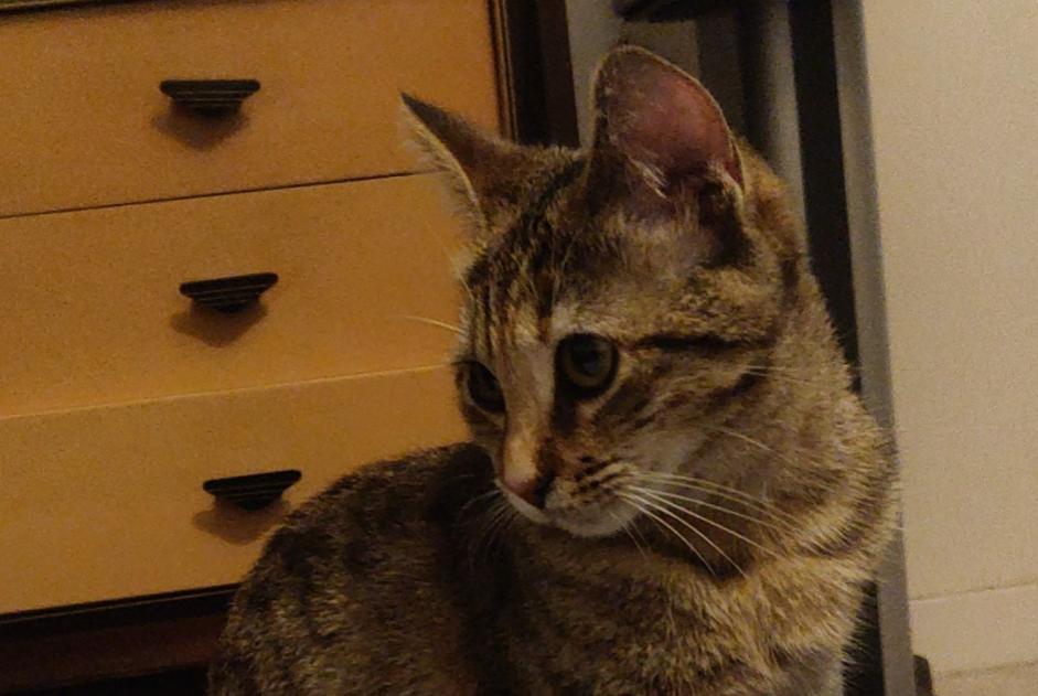 Alerte Disparition Chat  Femelle , 0 ans Saint-Prex Suisse