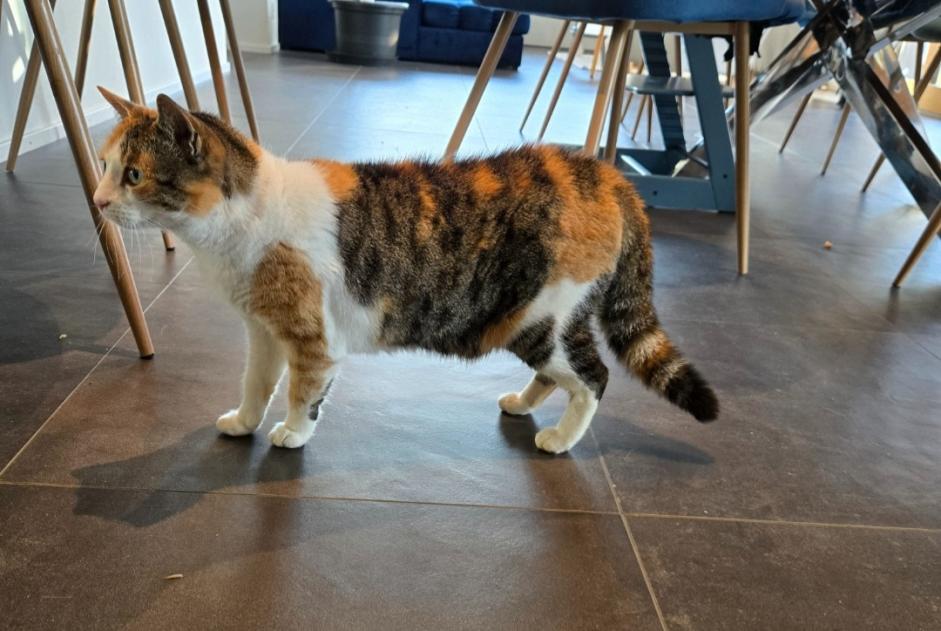 Alerte Découverte Chat Inconnu Blonay - Saint-Légier Suisse