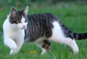 Alerte Disparition Chat Mâle , 4 ans Balaruc-les-Bains France