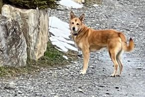 Alerte Découverte Chien Inconnu Ayent Suisse