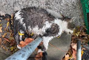 Alerte Découverte Chat Inconnu Bourg-en-Lavaux Suisse