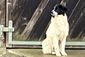 Alerte Découverte Chien  Inconnu Le Bémont Suisse