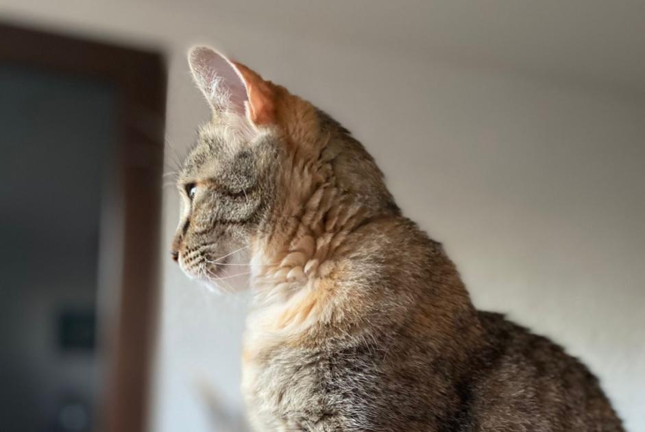 Alerte Disparition Chat croisement Femelle , 6 ans La Ciotat France