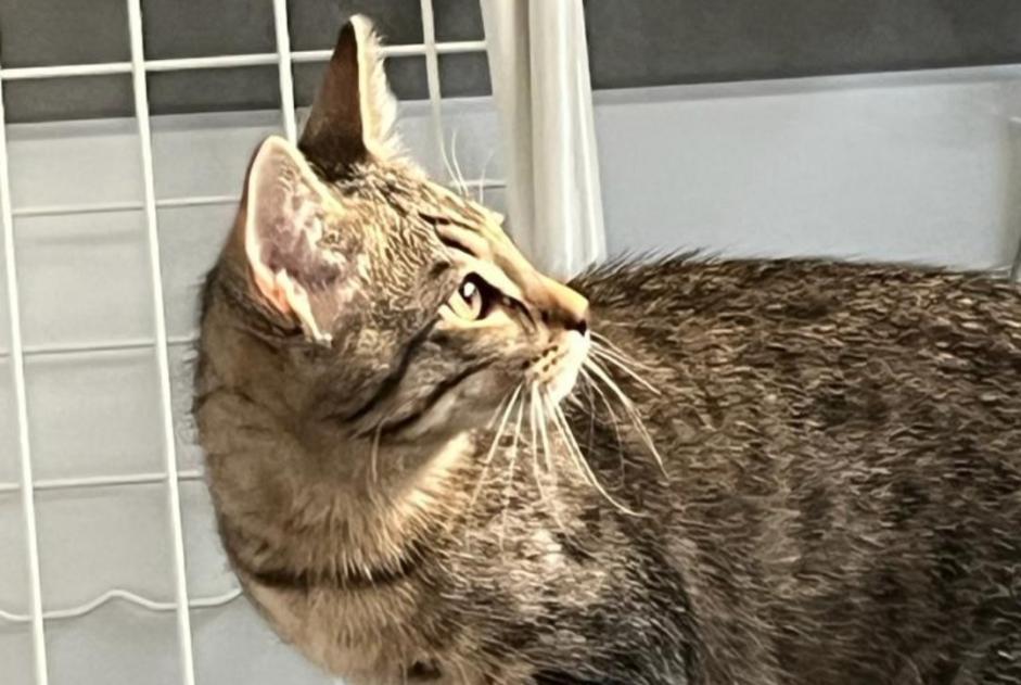 Alerte Disparition Chat Mâle , 1 ans Fully Suisse