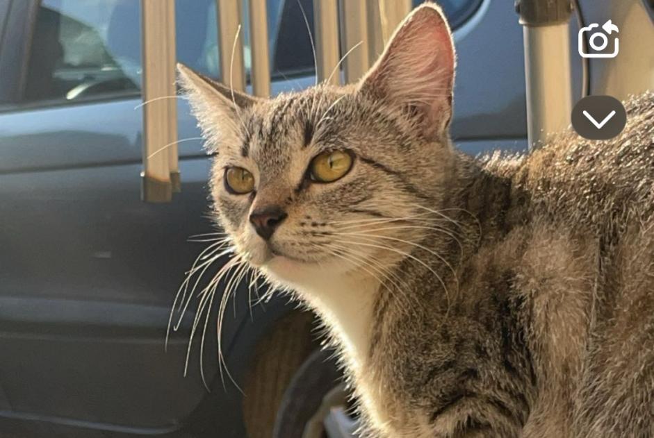 Alerte Disparition Chat Femelle , 2 ans Troyes France