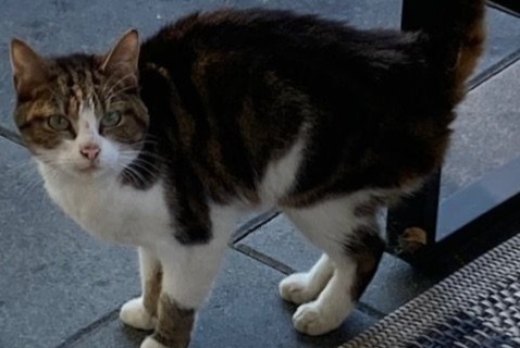 Alerte Découverte Chat Femelle Vully-les-Lacs Suisse