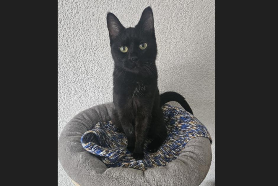 Alerte Disparition Chat  Mâle , 12 ans Noville Suisse