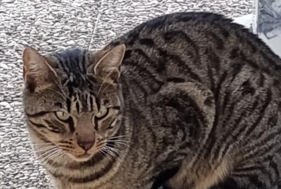 Alerte Découverte Chat Inconnu Assens Suisse