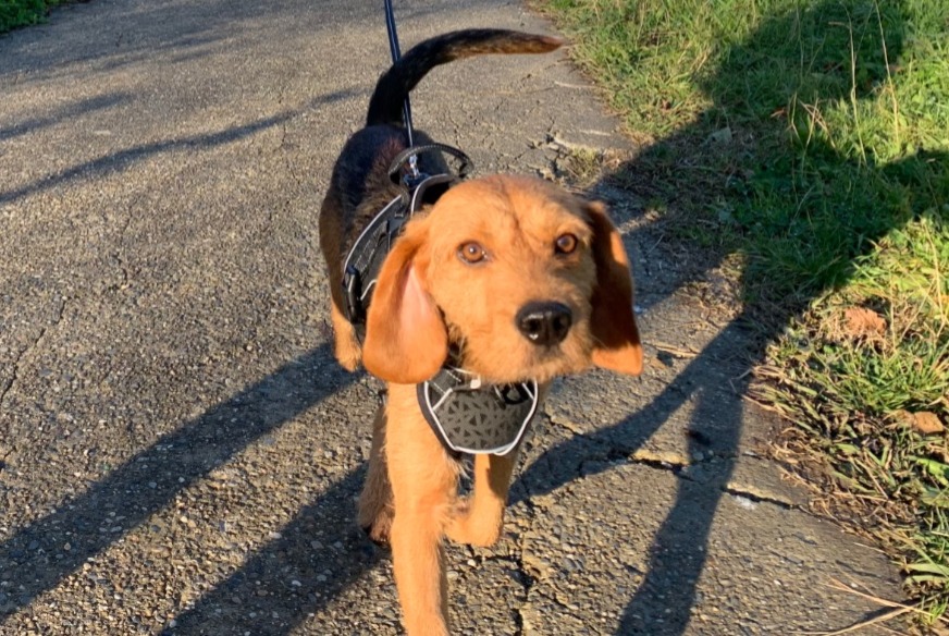 Alerte Disparition Chien croisement Mâle , 2 ans Toulouse France