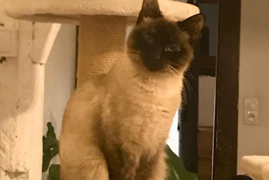 Alerte Disparition Chat  Femelle , 1 ans Rouen France