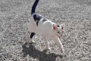 Alerte Disparition Chat croisement Femelle , 2 ans La Wantzenau France