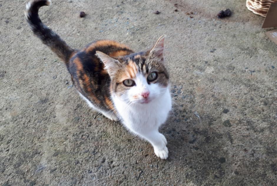 Alerte Découverte Chat croisement Femelle Melle France