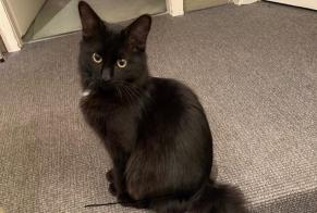 Alerte Disparition Chat Mâle , 2 ans Pully Suisse