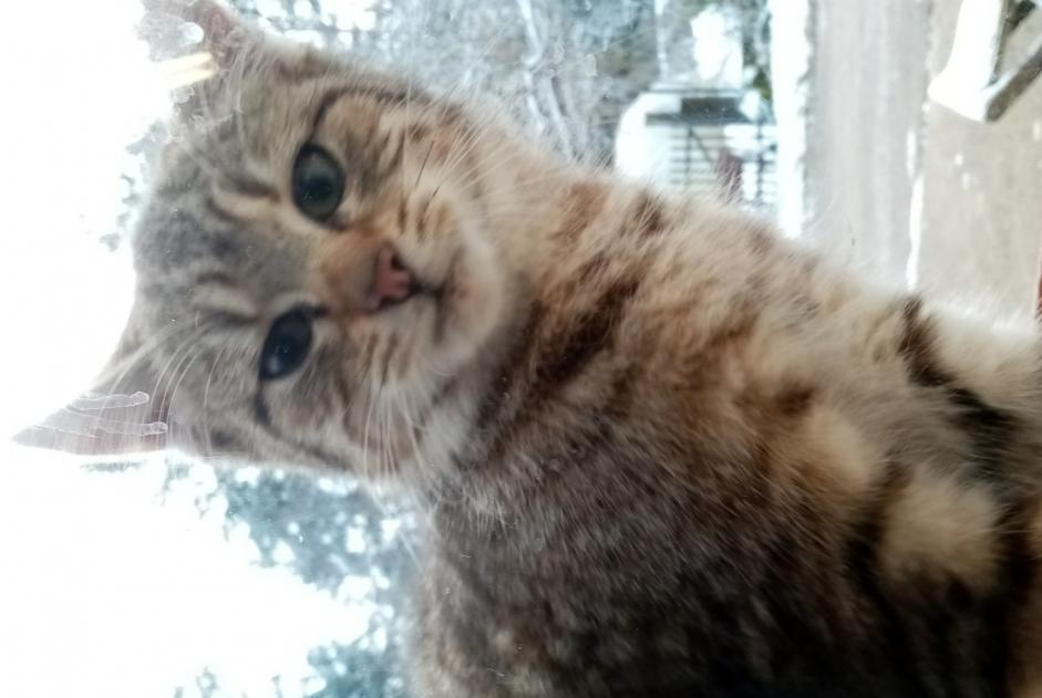 Alerte Découverte Chat croisement Femelle Maîche France