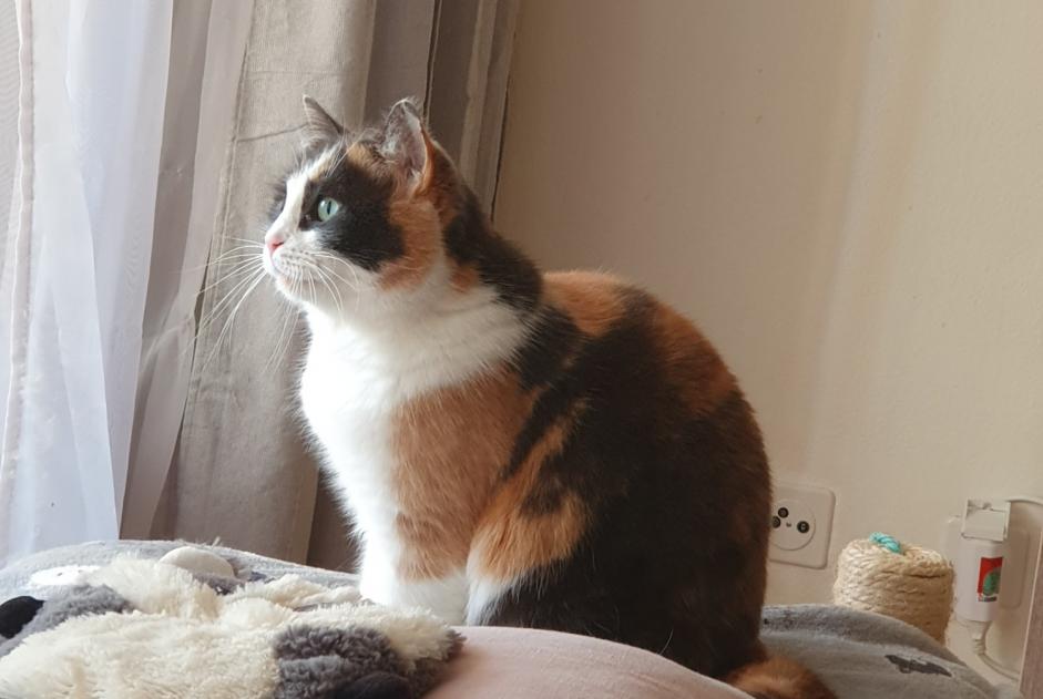 Alerte Disparition Chat Femelle , 4 ans Lausanne Suisse