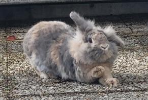 Alerte Disparition Lapin Femelle , 2024 ans Le Landeron Suisse