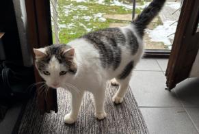 Alerte Découverte Chat Mâle Montagny Suisse