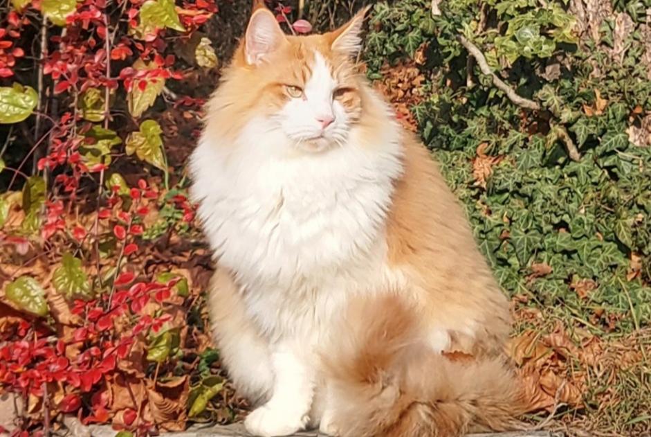 Alerte Disparition Chat  Mâle , 5 ans Bex Suisse