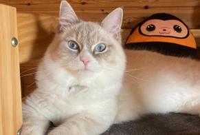 Alerte Disparition Chat  Mâle , 2 ans Conthey Suisse