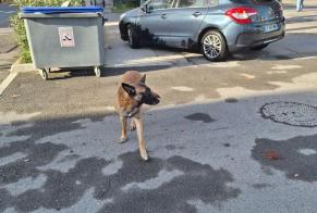 Alerte Découverte Chien  Mâle Nîmes France