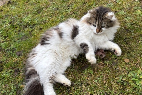 Alerte Découverte Chat  Femelle Caluire-et-Cuire France