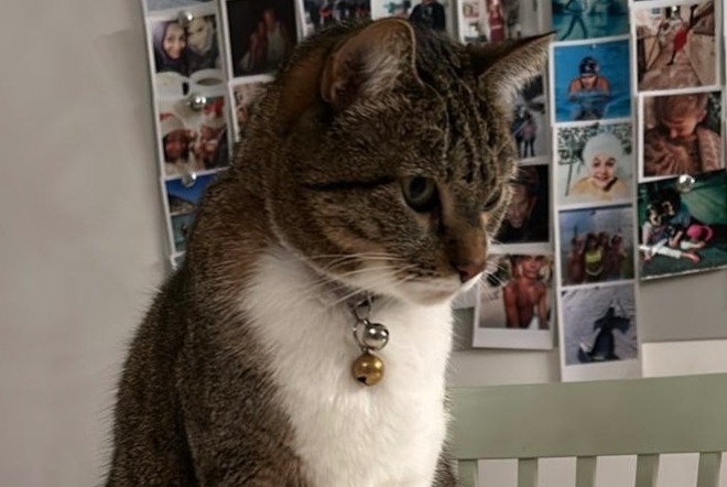 Alerte Disparition Chat Femelle , 5 ans Montreux Suisse