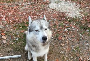 Alerte Découverte Chien  Mâle Saint-Victor France