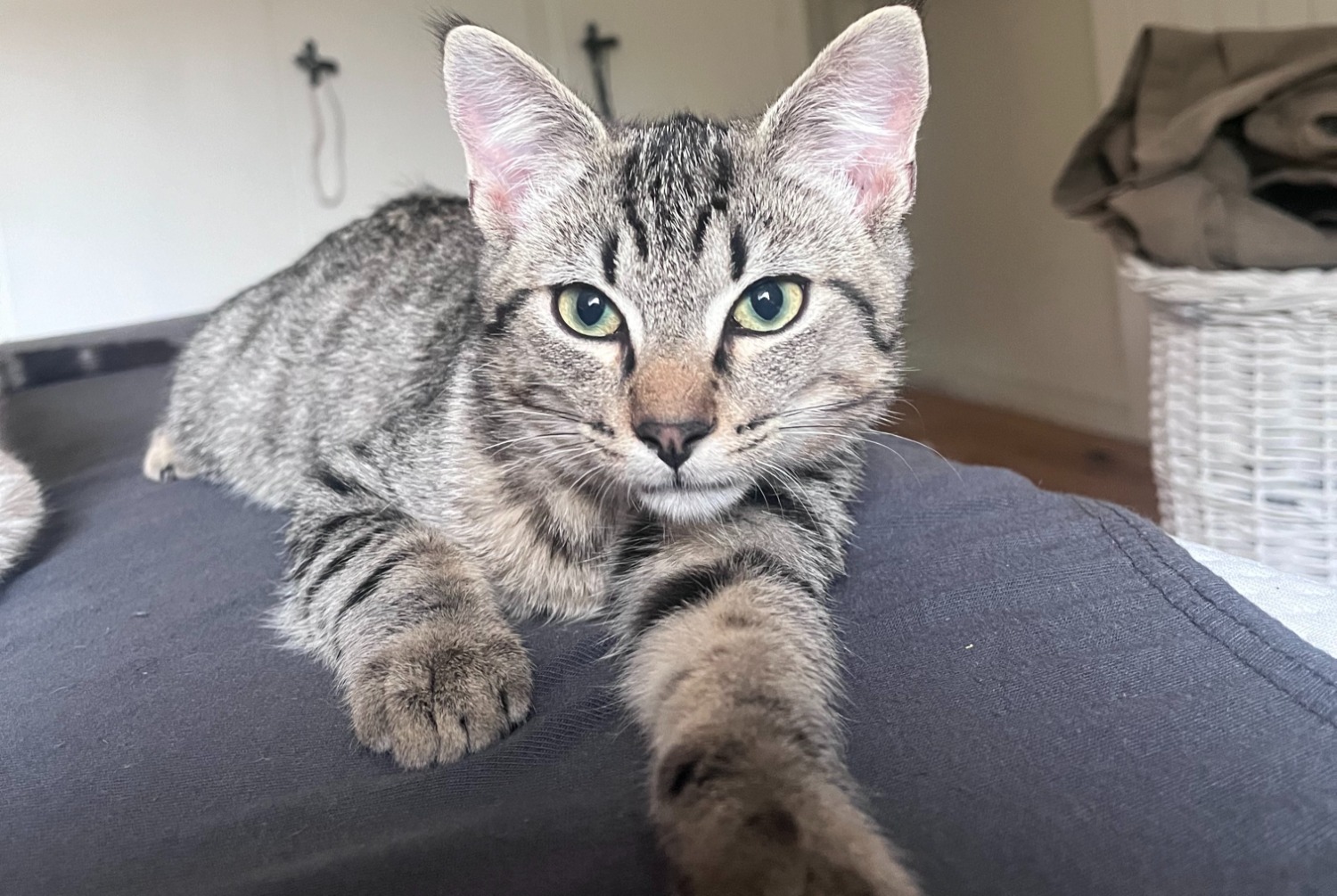 Alerte Disparition Chat  Mâle , 1 ans Sierre Suisse