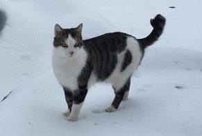 Alerte Disparition Chat Mâle , 3 ans Val-de-Ruz Suisse