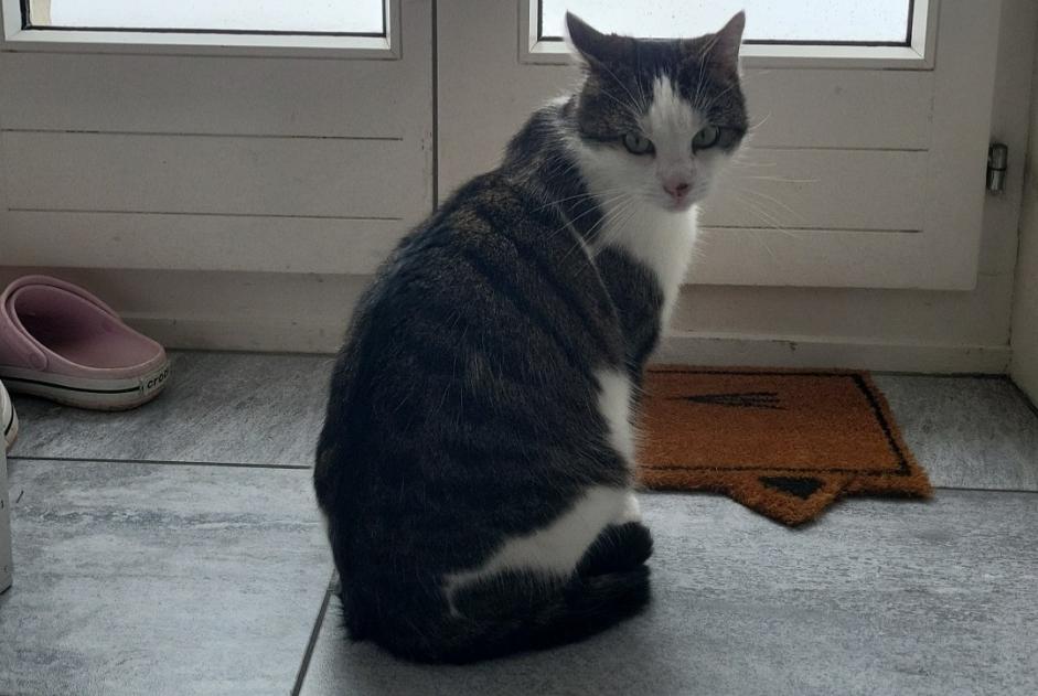 Alerte Disparition Chat Mâle , 3 ans Val-de-Ruz Suisse