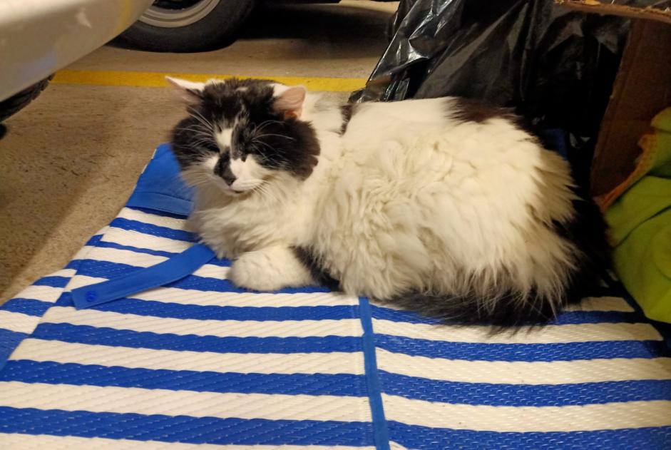 Alerte Découverte Chat Inconnu Romanel-sur-Lausanne Suisse