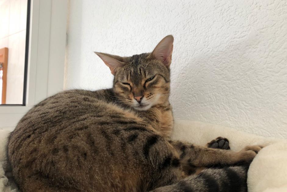 Alerte Disparition Chat  Femelle , 5 ans Veyrier Suisse