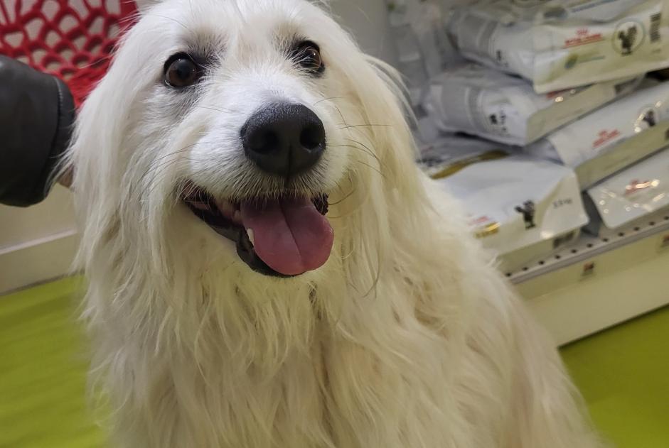 Alerte Découverte Chien Femelle Les Sables-d'Olonne France