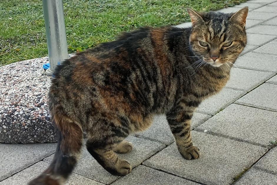 Alerte Découverte Chat croisement Femelle Romont Suisse