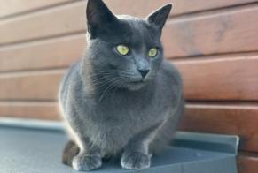 Alerte Disparition Chat Mâle , 2 ans Reignier-Esery France