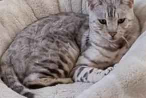 Alerte Disparition Chat  Mâle , 3 ans Le Locle Suisse