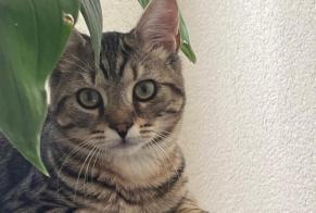 Alerte Disparition Chat Mâle , 1 ans St Blaise Suisse