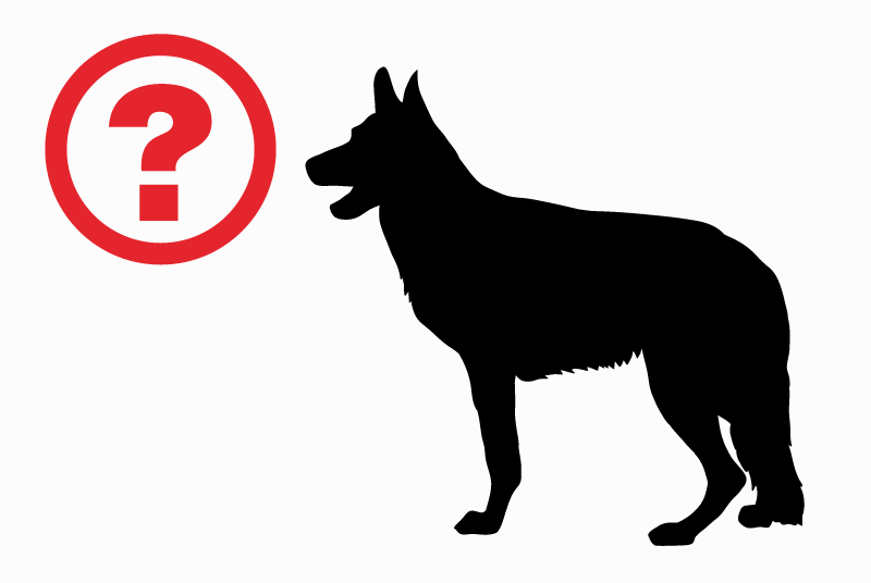 Disappearance alert Dog Male , 4 years Petit-Lancy Switzerland