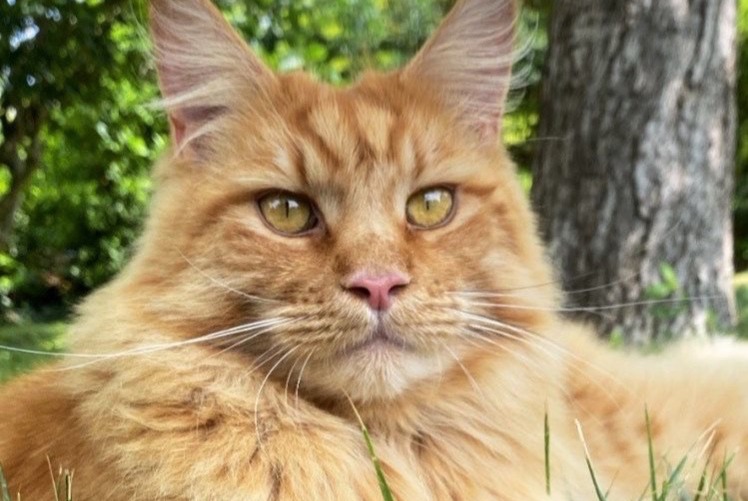 Avviso scomparsa Gatto  Maschio , 4 anni La Frette-sur-Seine Francia