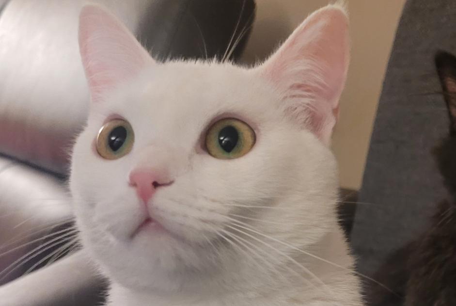 Avviso scomparsa Gatto Femmina , 2 anni Tremblay-en-France Francia